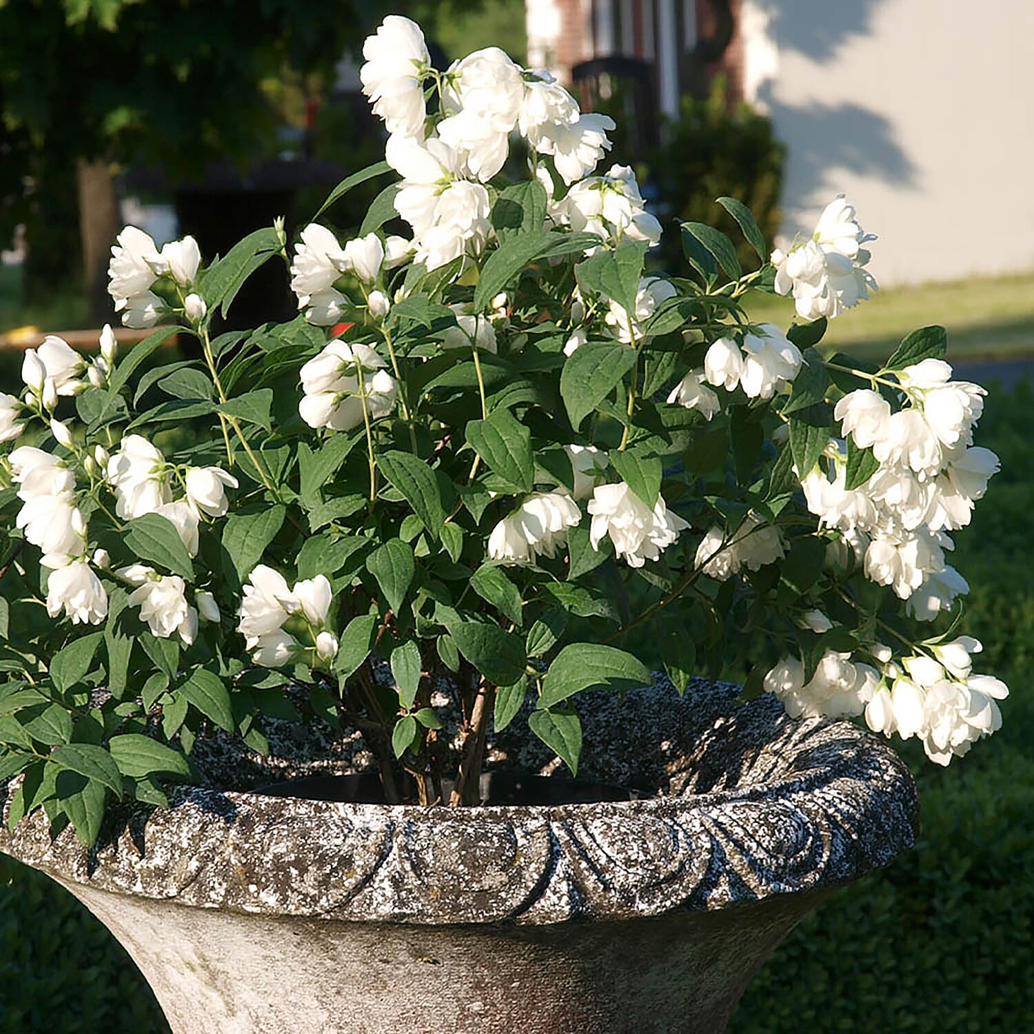 Set of 3 Philadelphus Little White Love in 9cm Pots