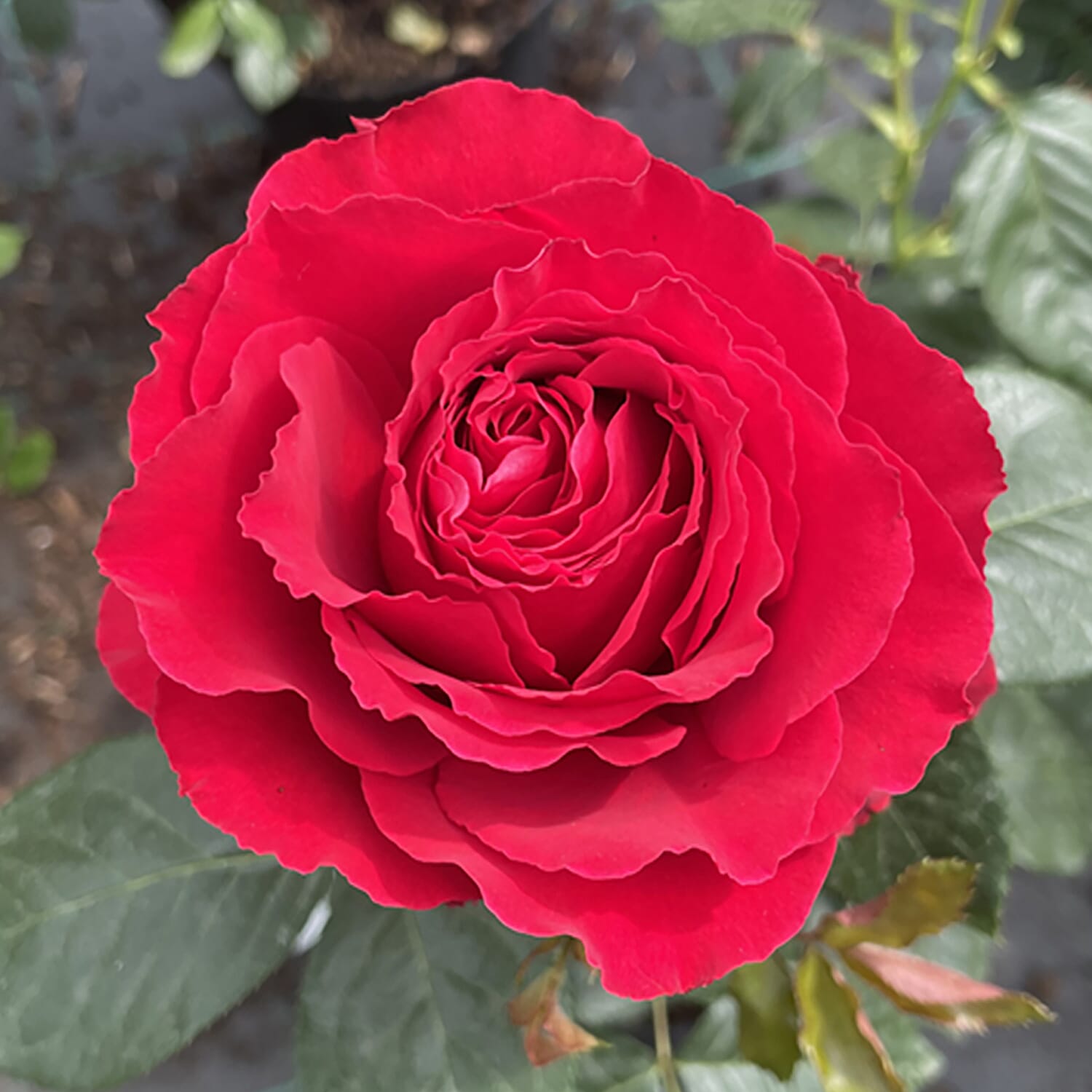 40th Ruby Wedding Anniversary Rose in  RUBY RED 3L Pot - Hardy Shrub, Flowers May - Sept