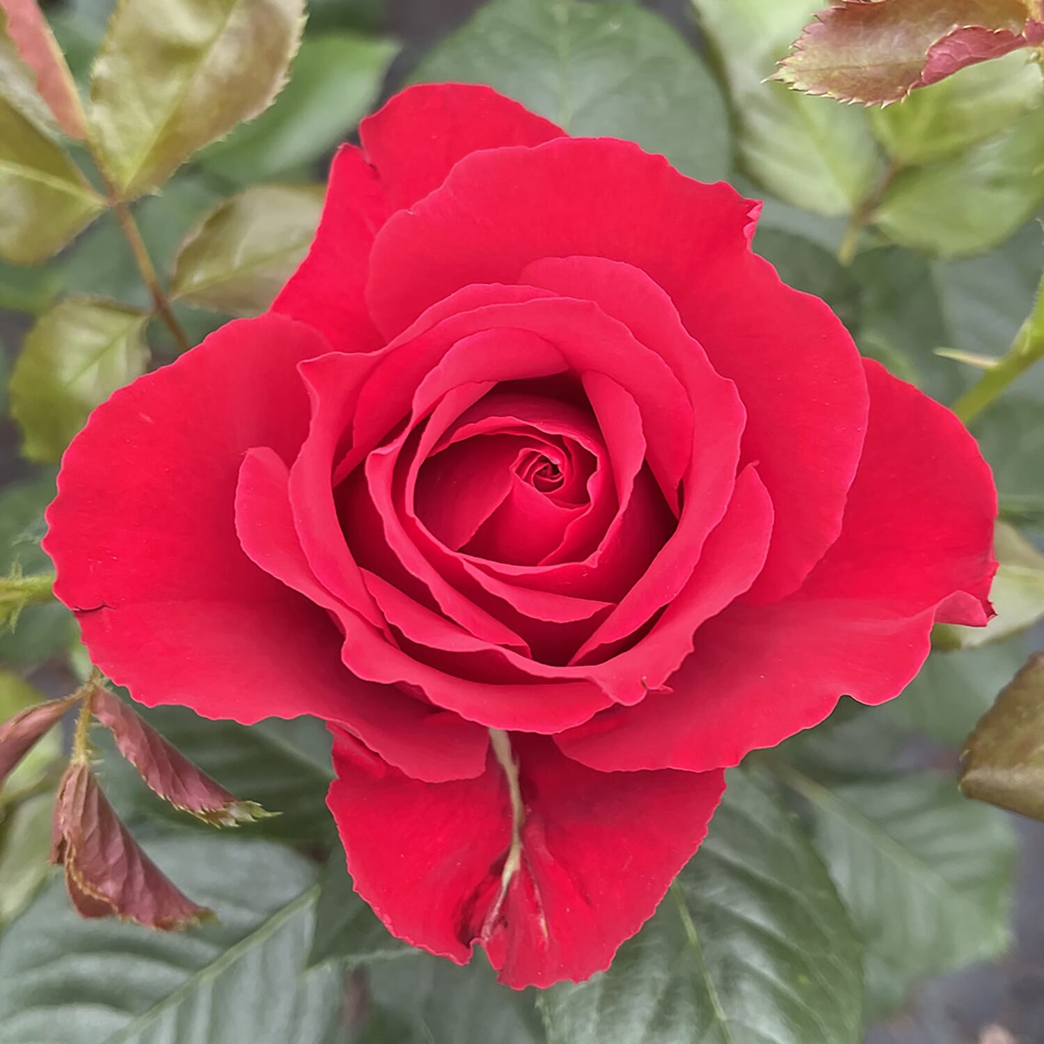 40th Ruby Wedding Anniversary Rose in  RUBY RED 3L Pot - Hardy Shrub, Flowers May - Sept