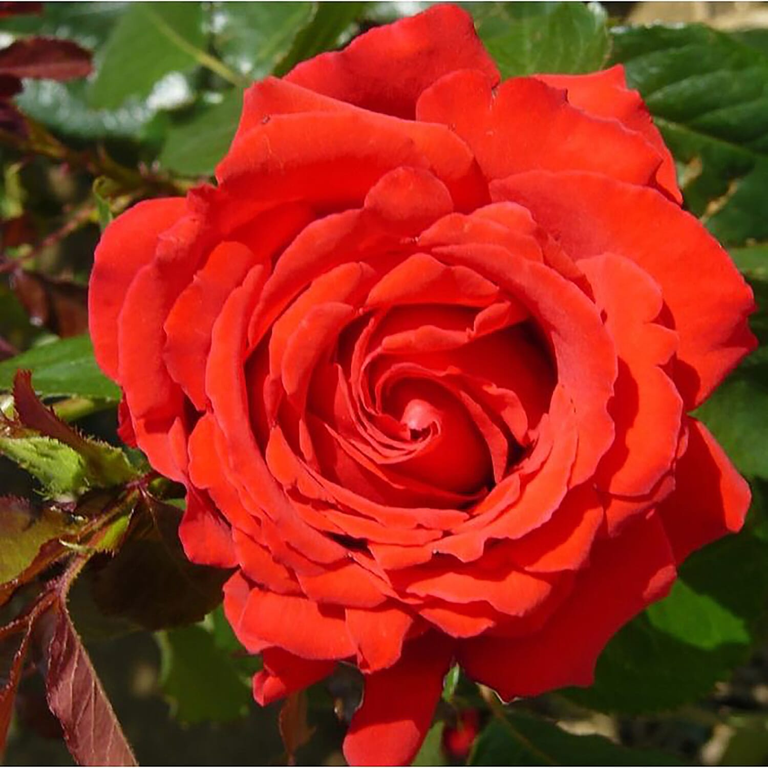 40th Ruby Wedding Anniversary Rose in  RUBY RED 3L Pot - Hardy Shrub, Flowers May - Sept