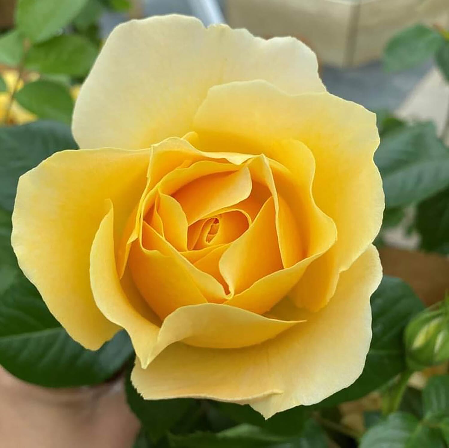 50th Golden Wedding Anniversary Rose in YELLOW 3L Pot - Hardy Shrub, Flowers June - Oct