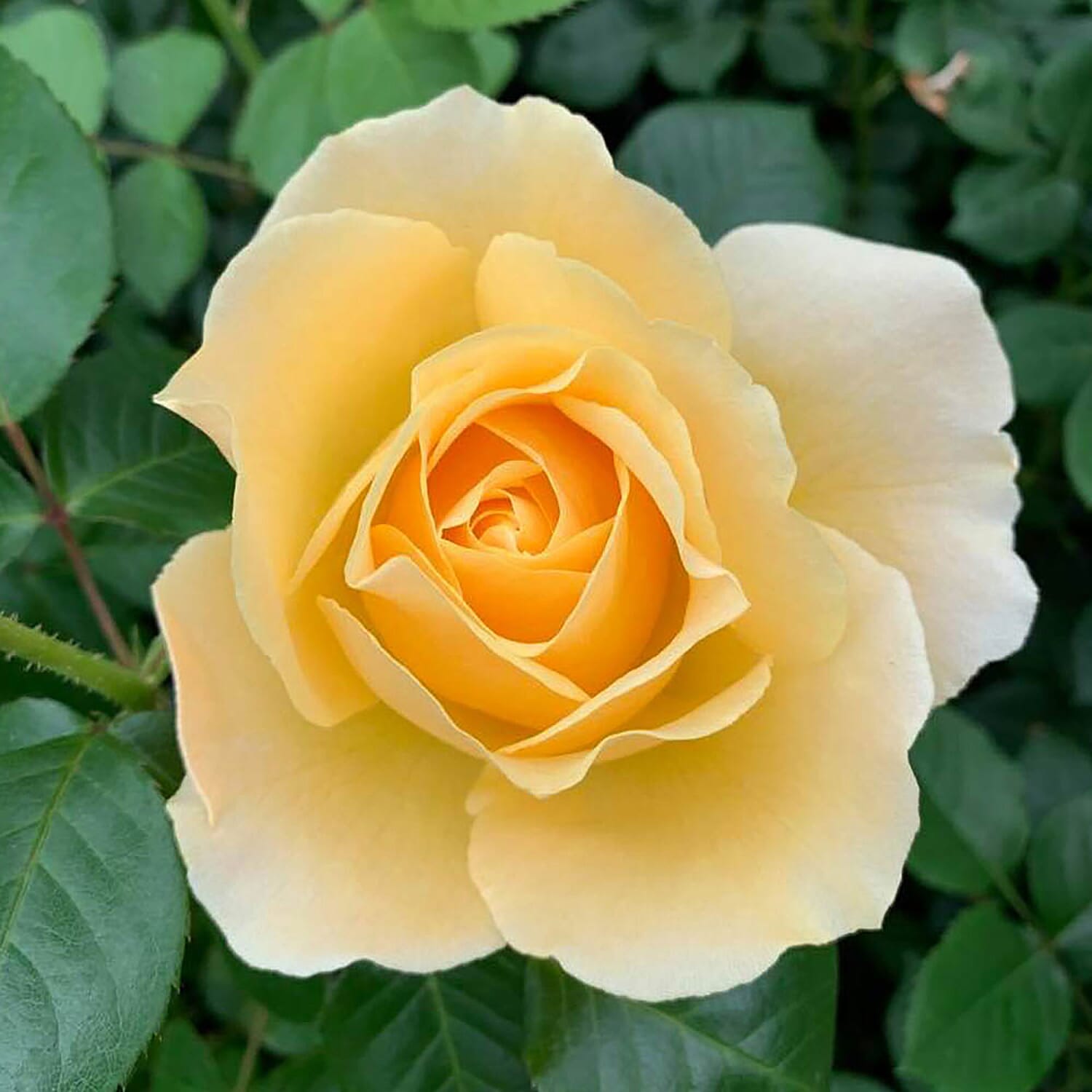 50th Golden Wedding Anniversary Rose in YELLOW 3L Pot - Hardy Shrub, Flowers June - Oct