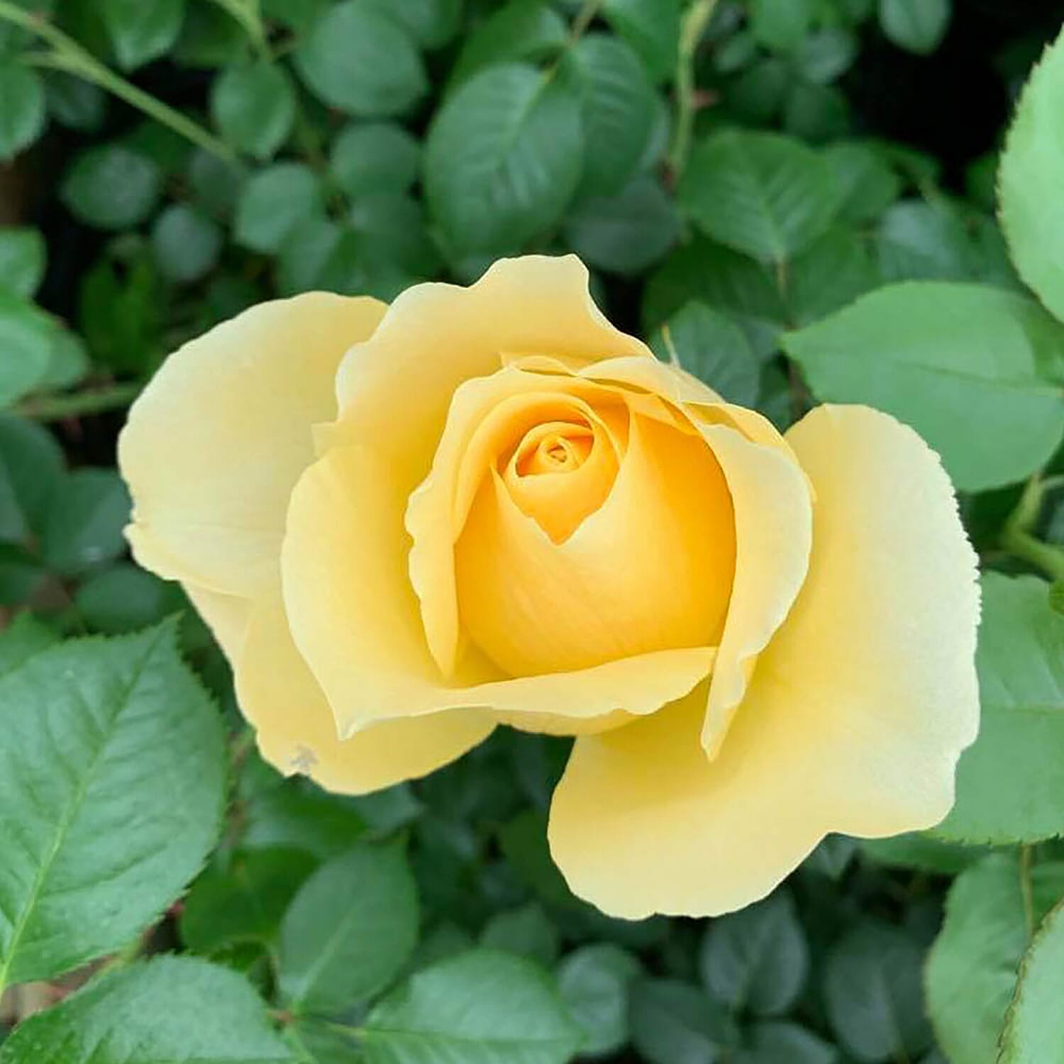 50th Golden Wedding Anniversary Rose in YELLOW 3L Pot - Hardy Shrub, Flowers June - Oct