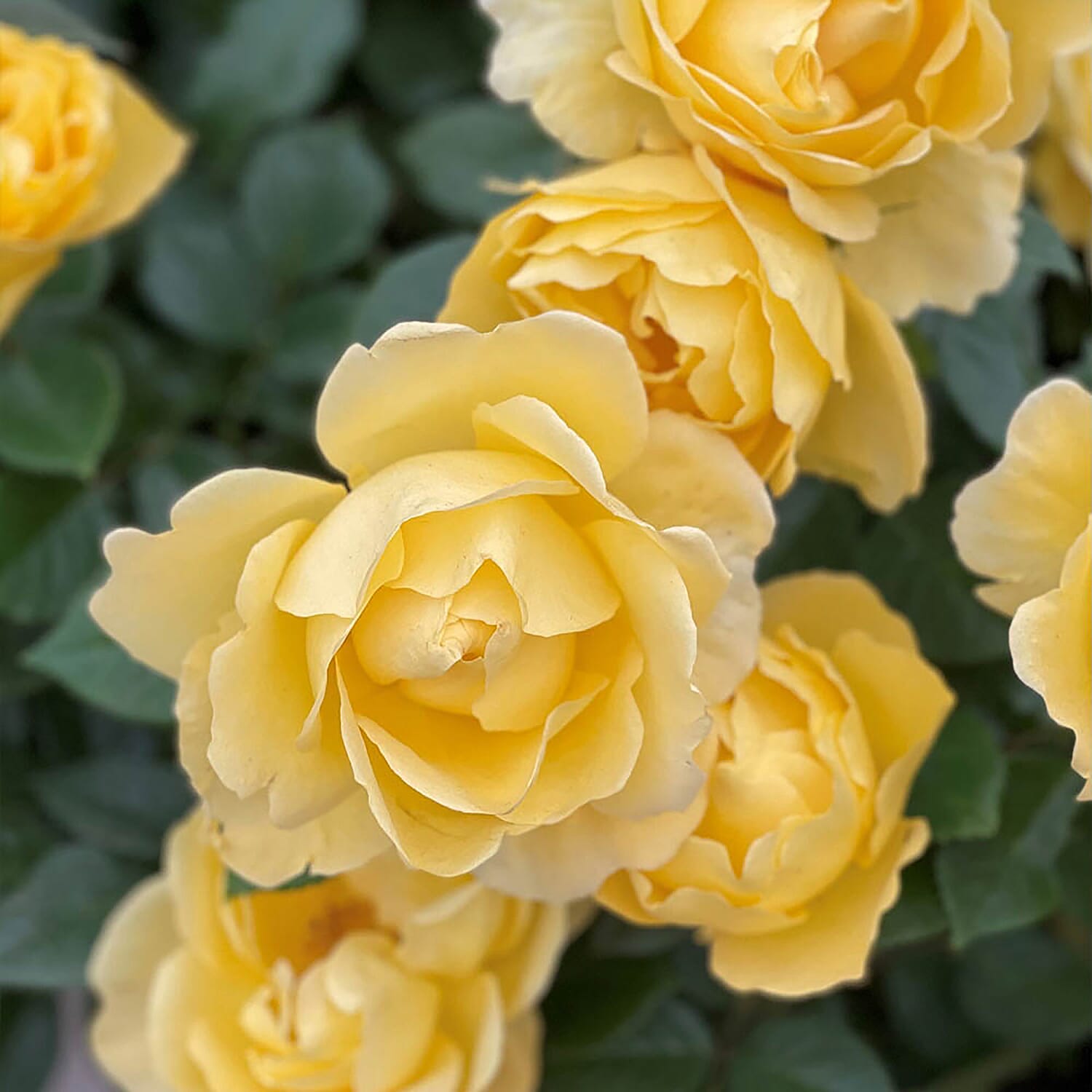 50th Golden Wedding Anniversary Rose in YELLOW 3L Pot - Hardy Shrub, Flowers June - Oct