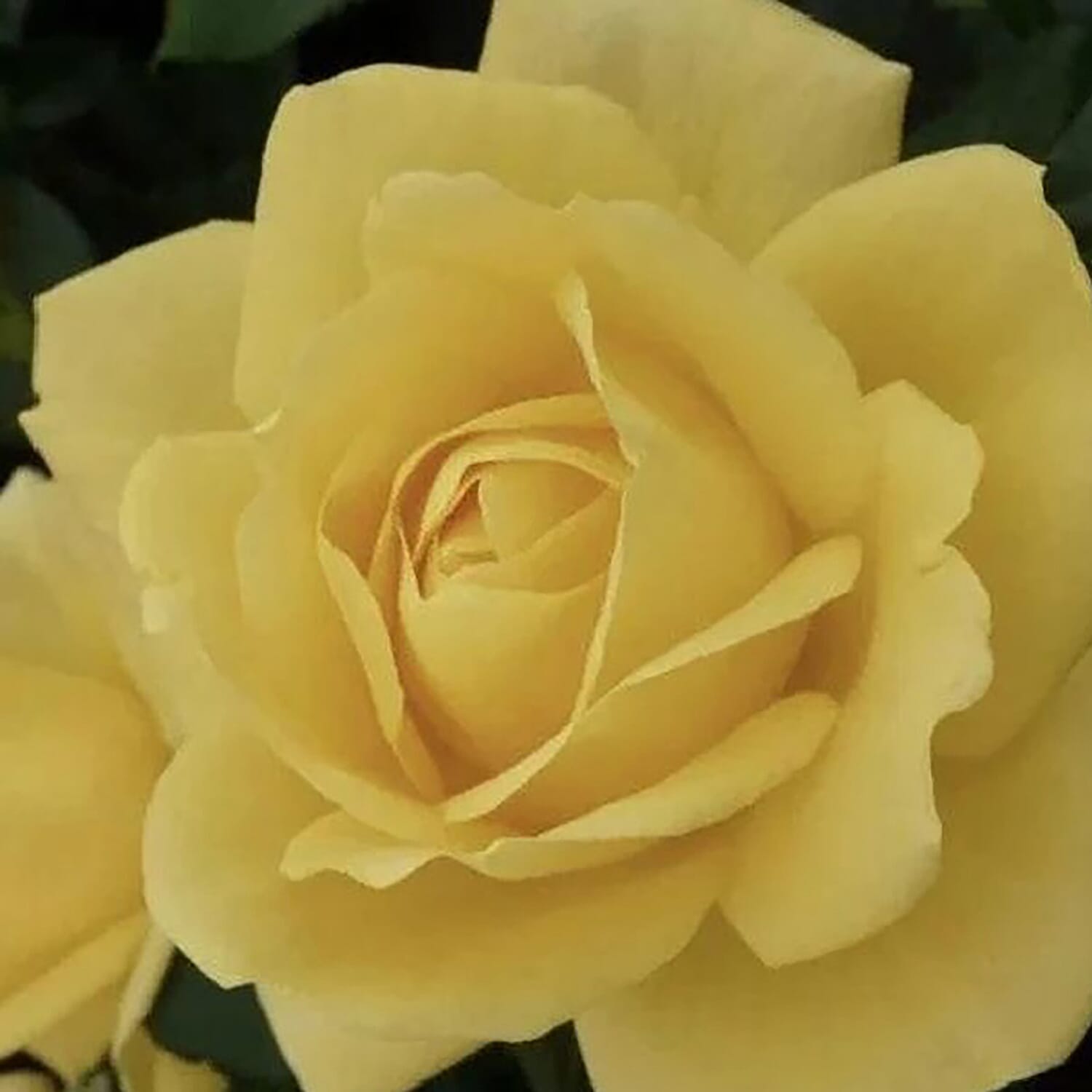 50th Golden Wedding Anniversary Rose in YELLOW 3L Pot - Hardy Shrub, Flowers June - Oct