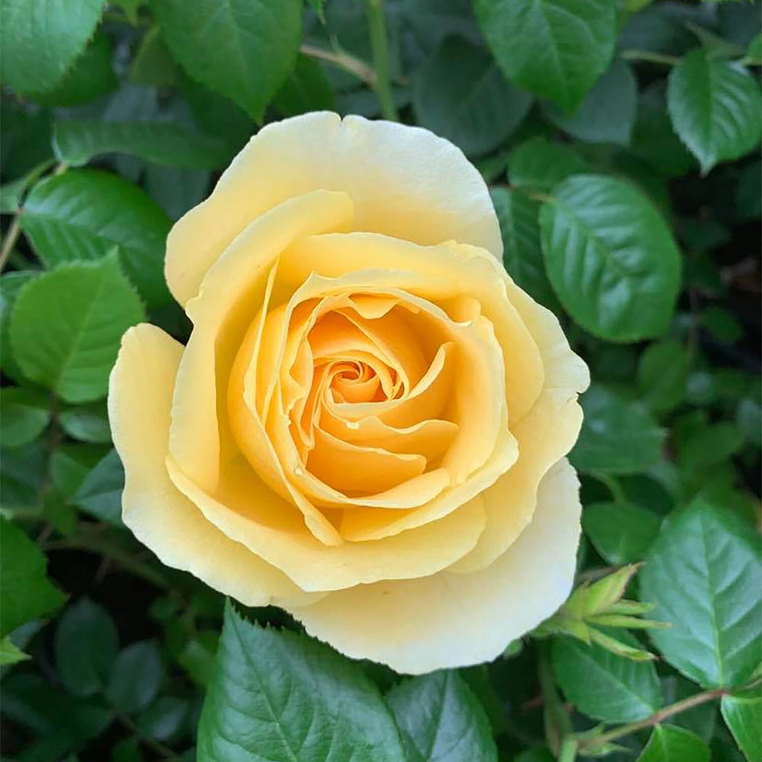 50th Golden Wedding Anniversary Rose in YELLOW 3L Pot - Hardy Shrub, Flowers June - Oct
