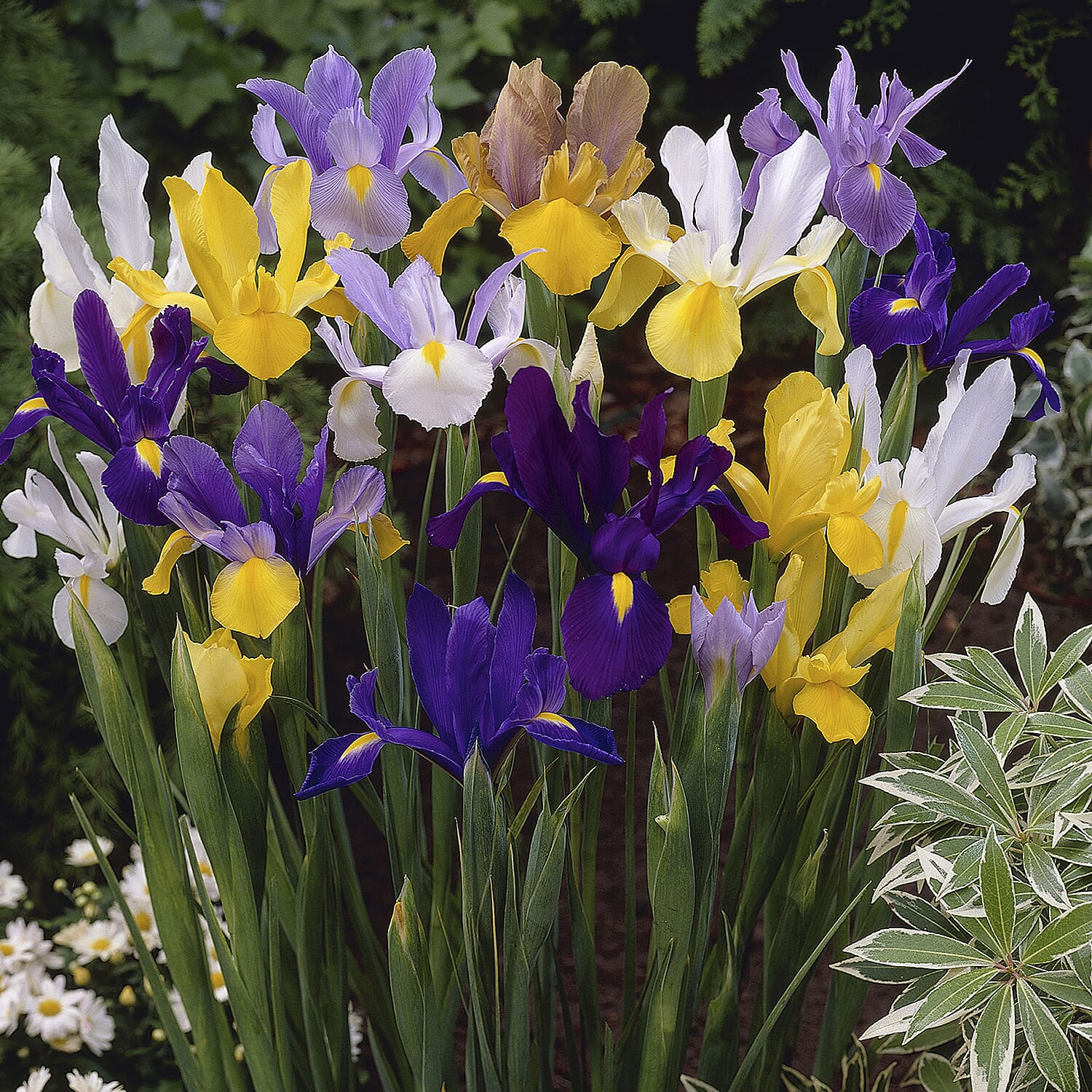 Dutch Iris Collection 100 bulbs