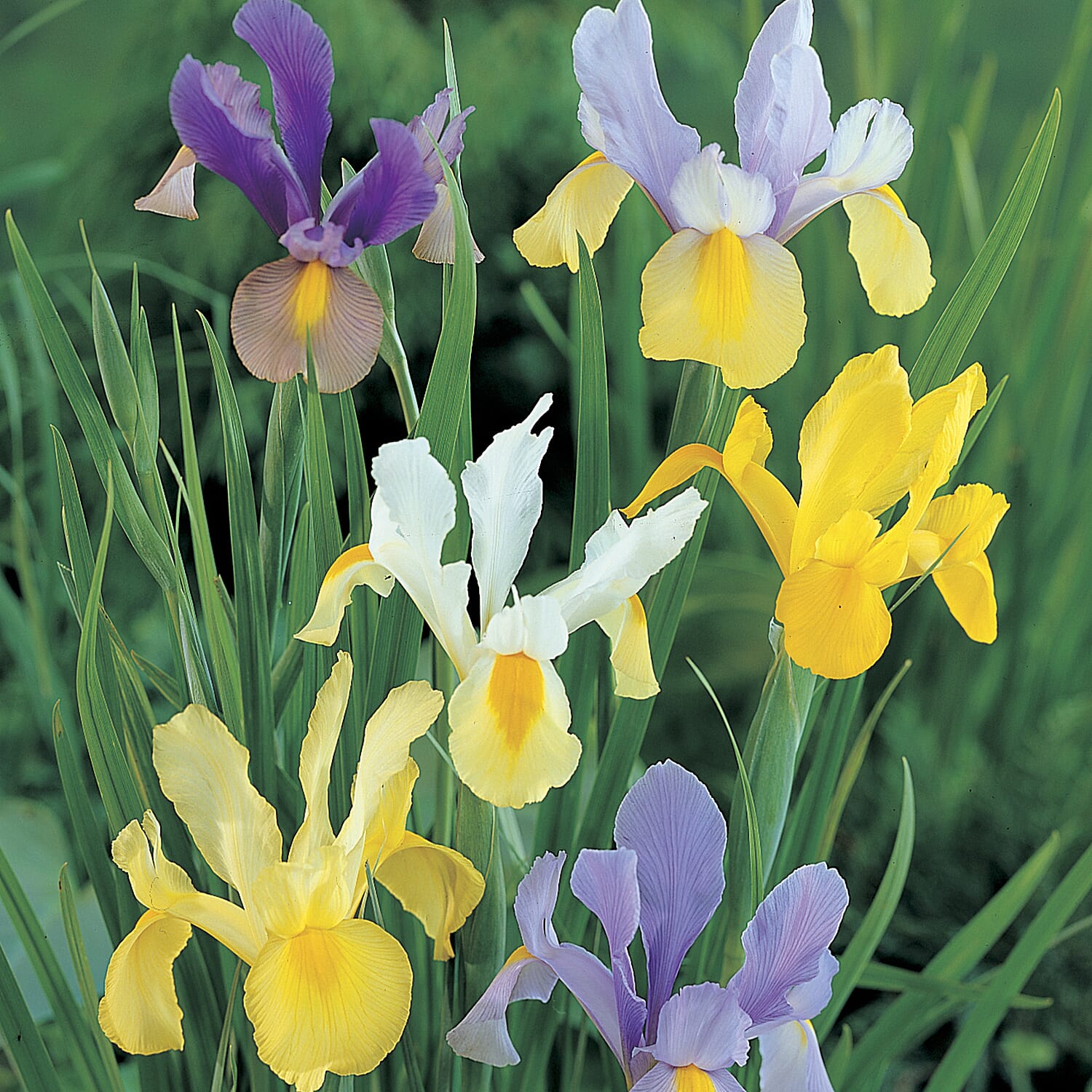 Dutch Iris Collection 100 bulbs
