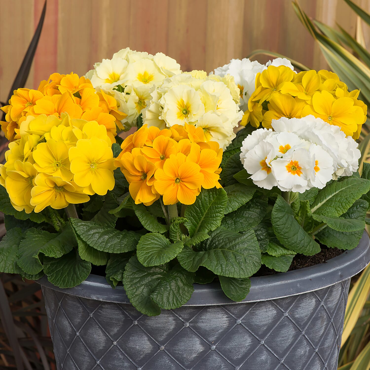 Polyanthus Spring Fever Garden Ready Plants x20