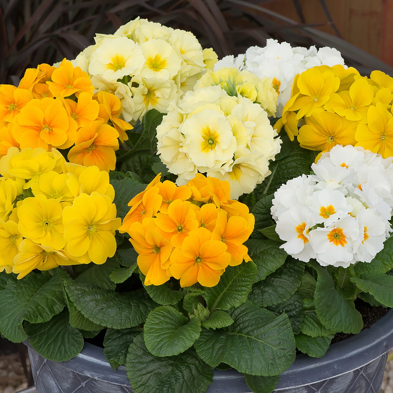 Polyanthus Spring Fever Garden Ready Plants x20