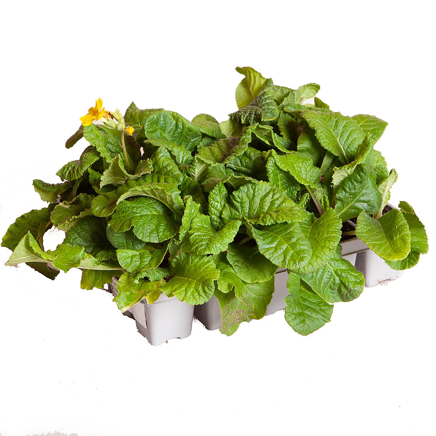 Polyanthus Spring Fever Garden Ready Plants x20