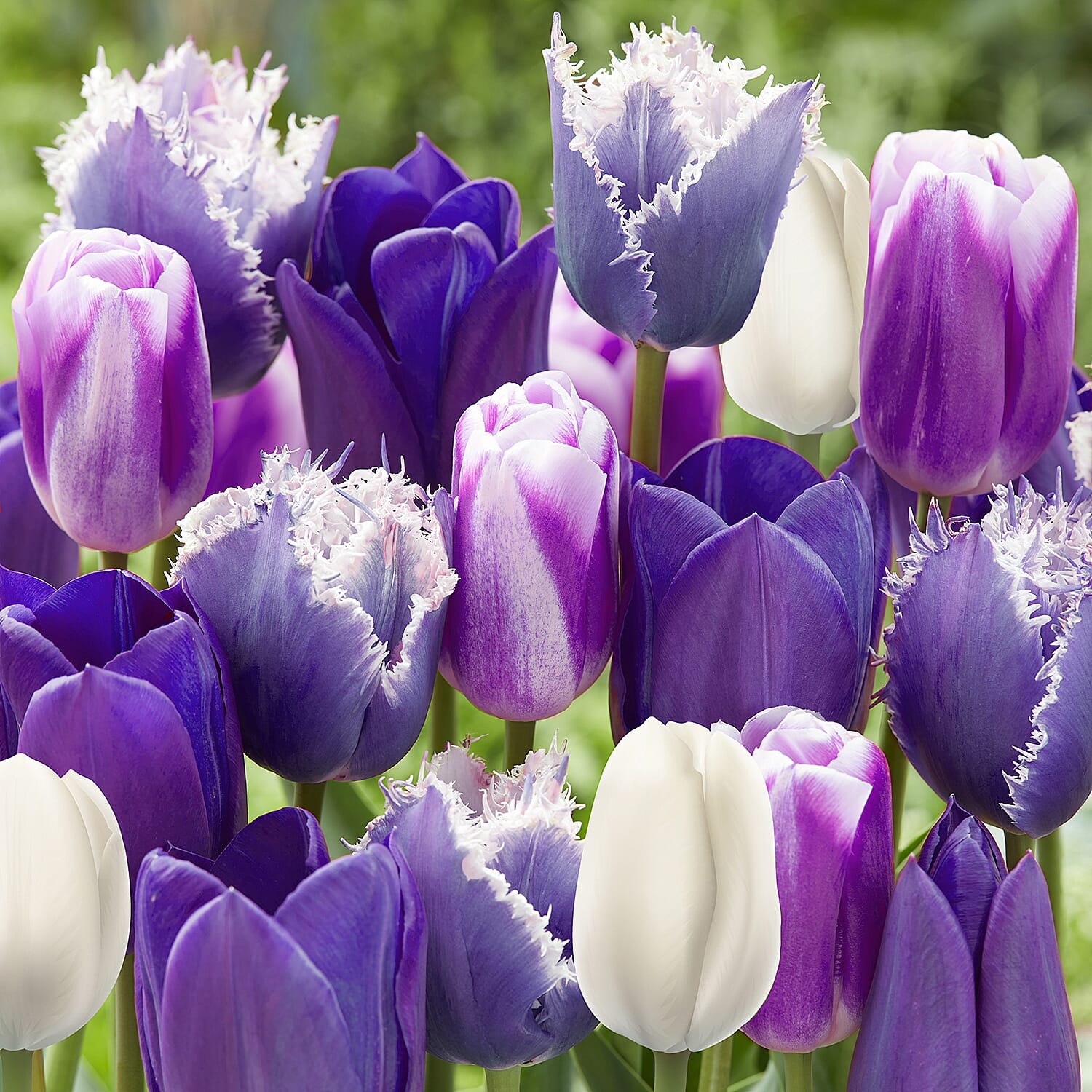 Tulip Paradise Purple Collection 50 Bulbs - Apr - May Flower - Hardy - 50cm Height