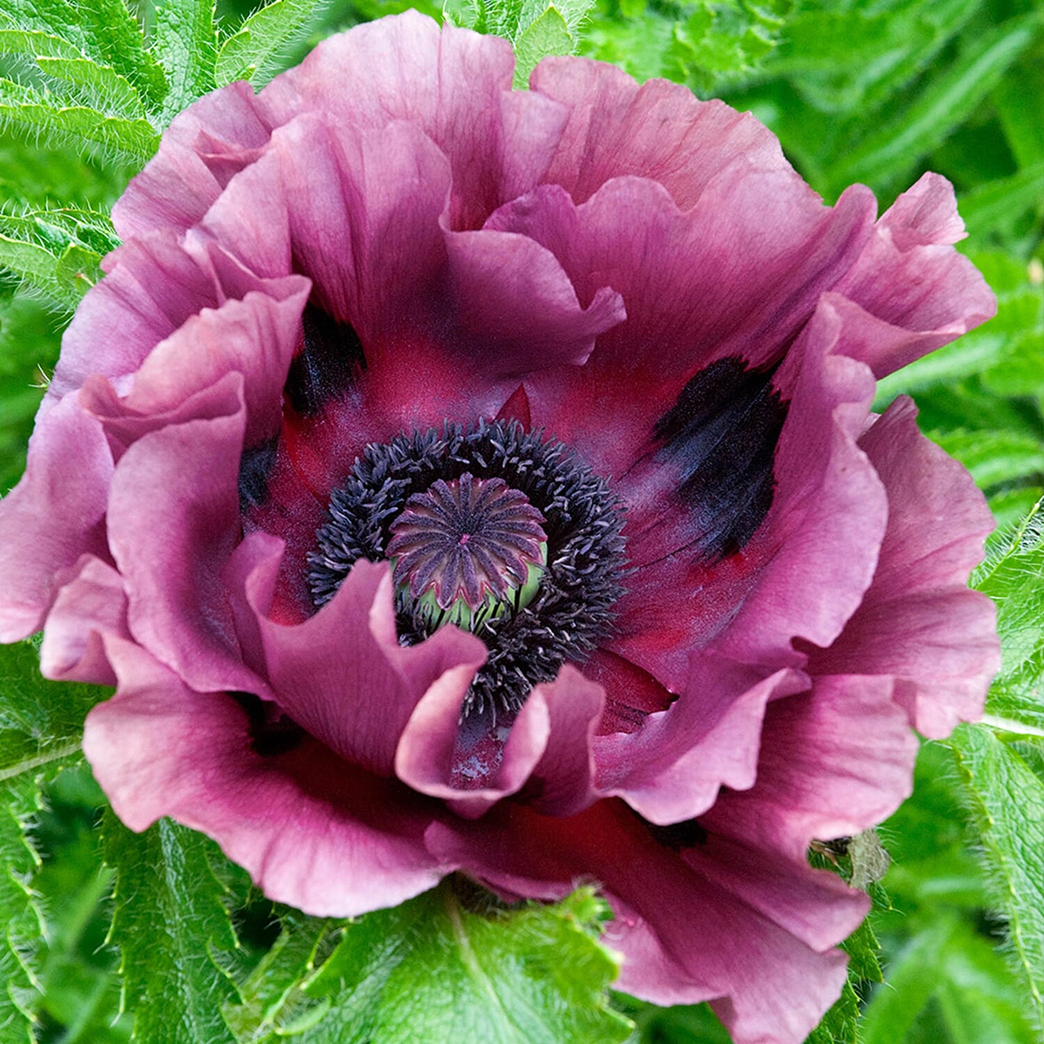 3 Oriental Poppy Pattys Plum in 9cm pots - May- June Flower - Hardy - 90cm Height