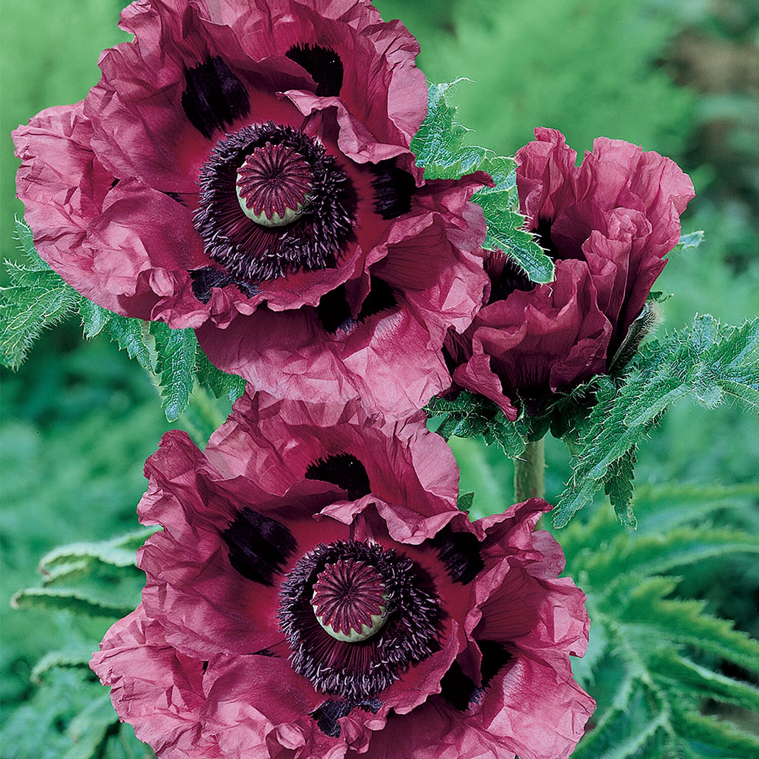 3 Oriental Poppy Pattys Plum in 9cm pots - May- June Flower - Hardy - 90cm Height