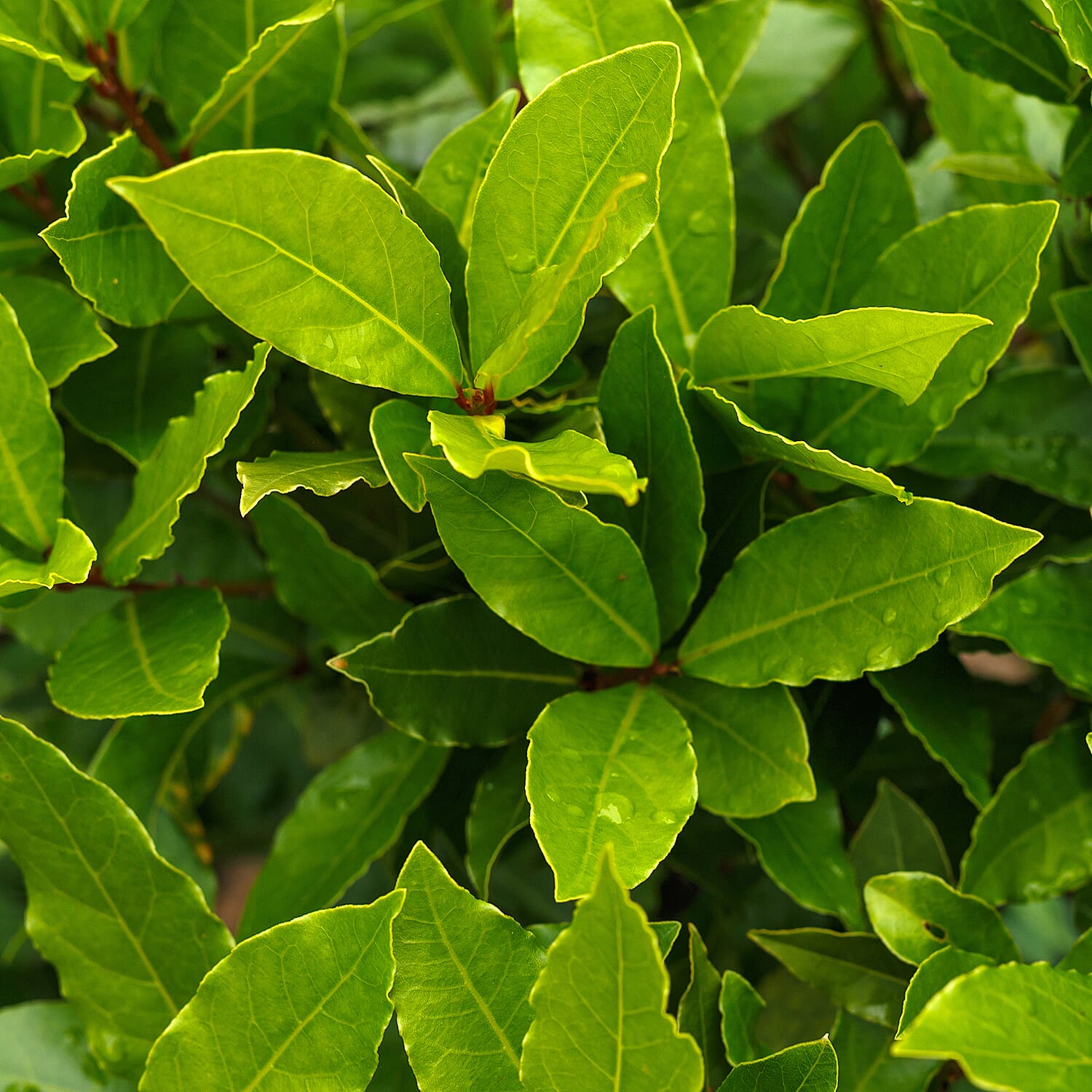 Bay Tree Bush - Evergreen - 80-100cm tall - Mar - May Flower - Hardy - Pluck Leaves for Cooking