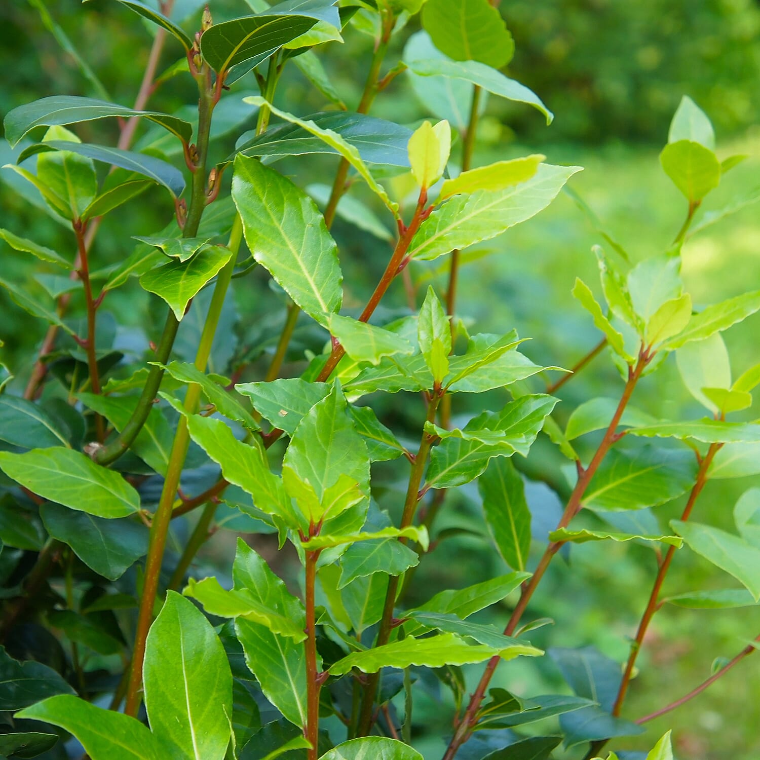 Bay Tree Bush - Evergreen - 80-100cm tall - Mar - May Flower - Hardy - Pluck Leaves for Cooking