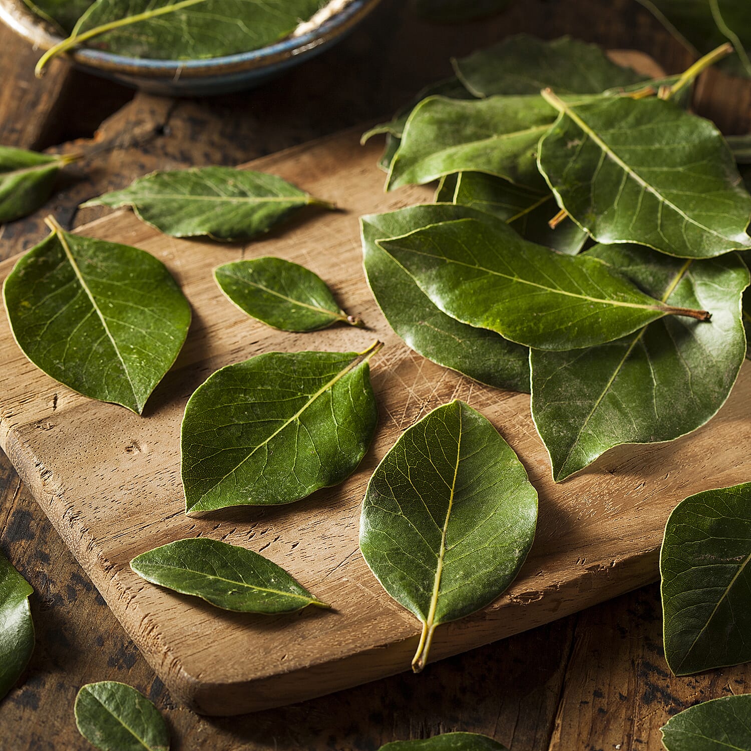 Bay Tree Bush - Evergreen - 80-100cm tall - Mar - May Flower - Hardy - Pluck Leaves for Cooking