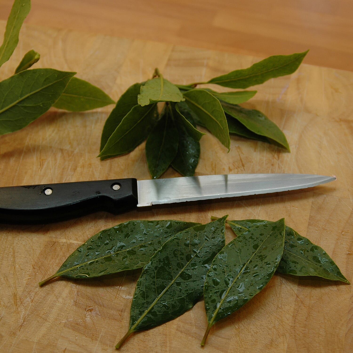 Bay Tree Bush - Evergreen - 80-100cm tall - Mar - May Flower - Hardy - Pluck Leaves for Cooking