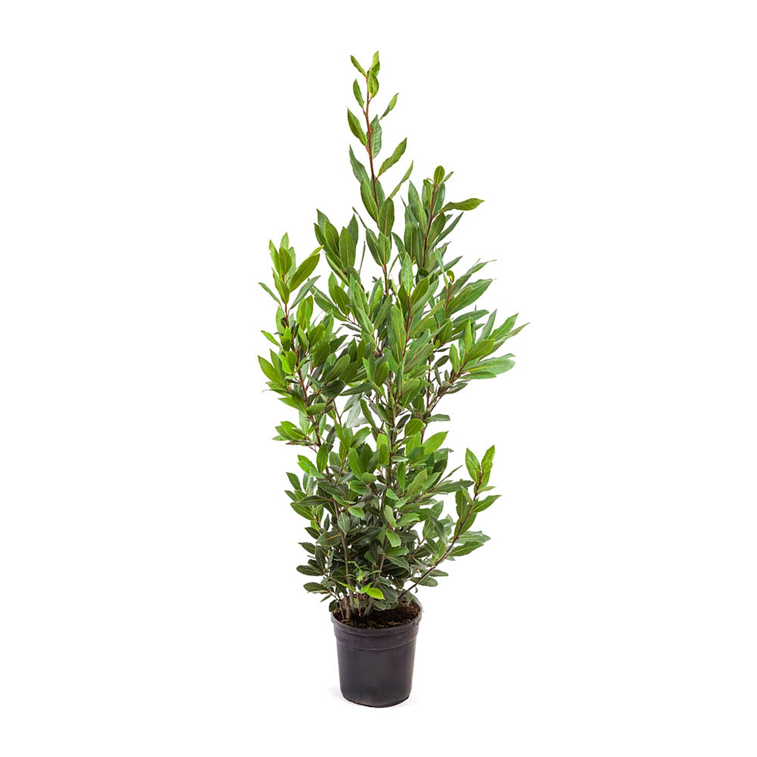 Bay Tree Bush - Evergreen - 80-100cm tall - Mar - May Flower - Hardy - Pluck Leaves for Cooking