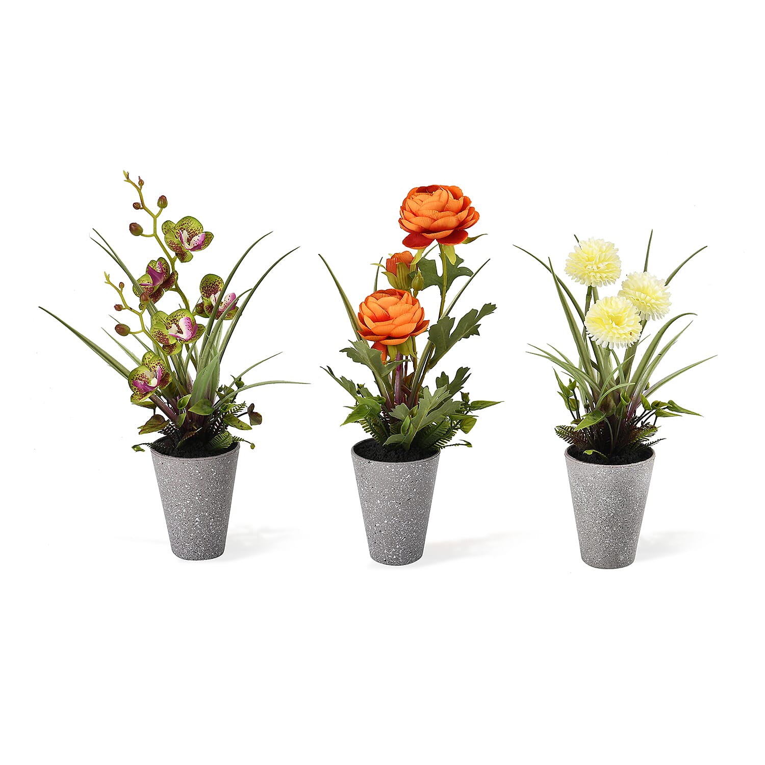 Set of 3 Potted Flower Plants - Cosmos Bipinnatus, Chrysanthemum