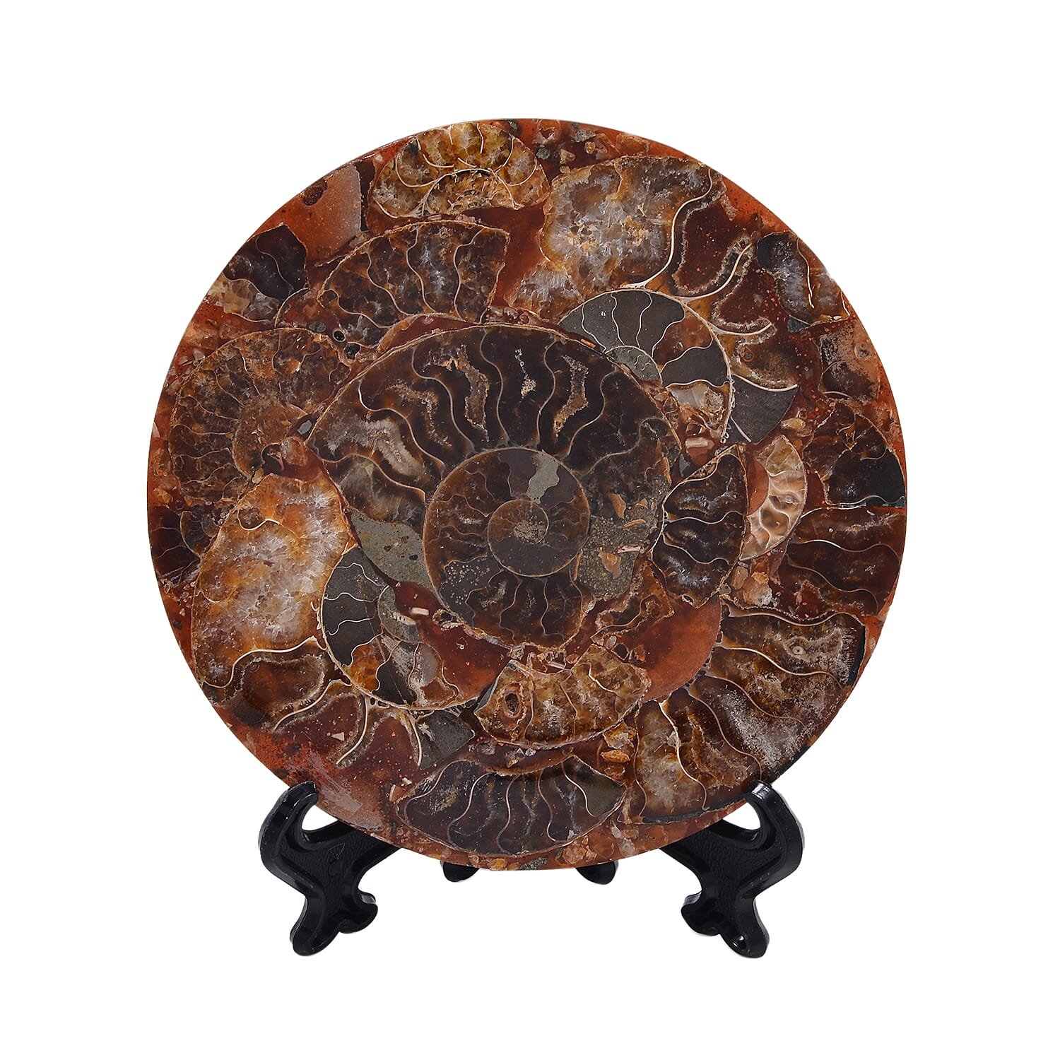 One of a Kind -  Extremely Rare Find Natural Ammonite with Stand