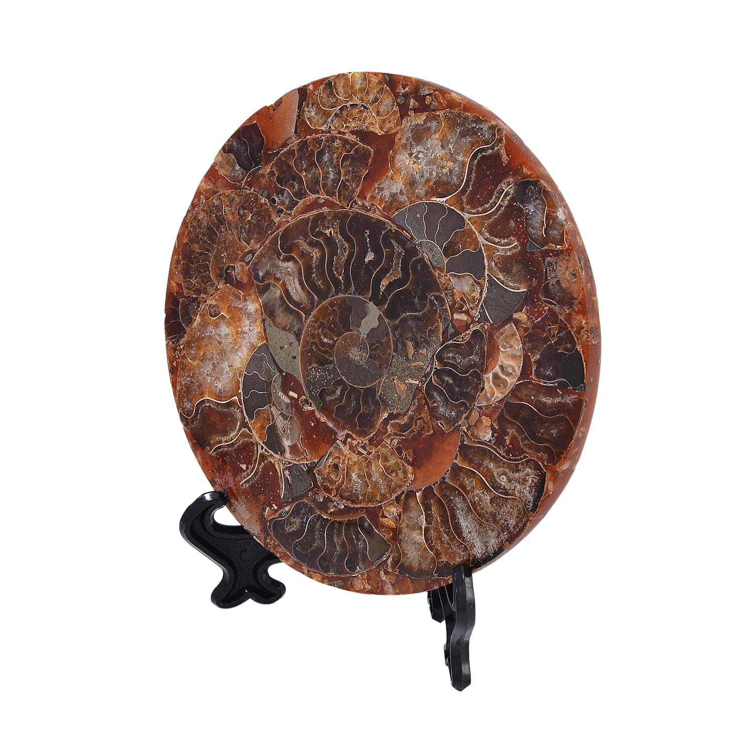 One of a Kind -  Extremely Rare Find Natural Ammonite with Stand