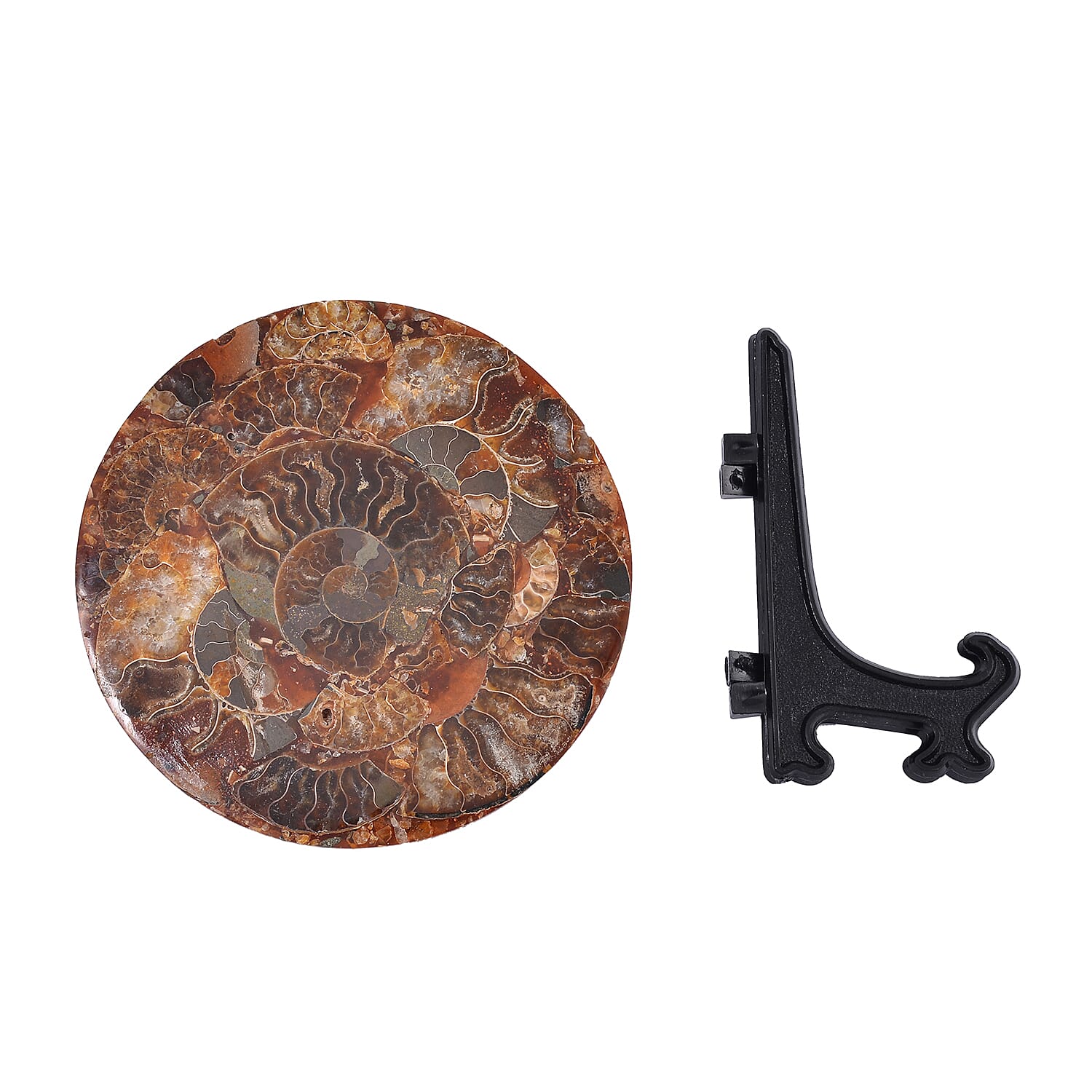 One of a Kind - Natural Ammonite Fossil Conch with Stand 945ct.