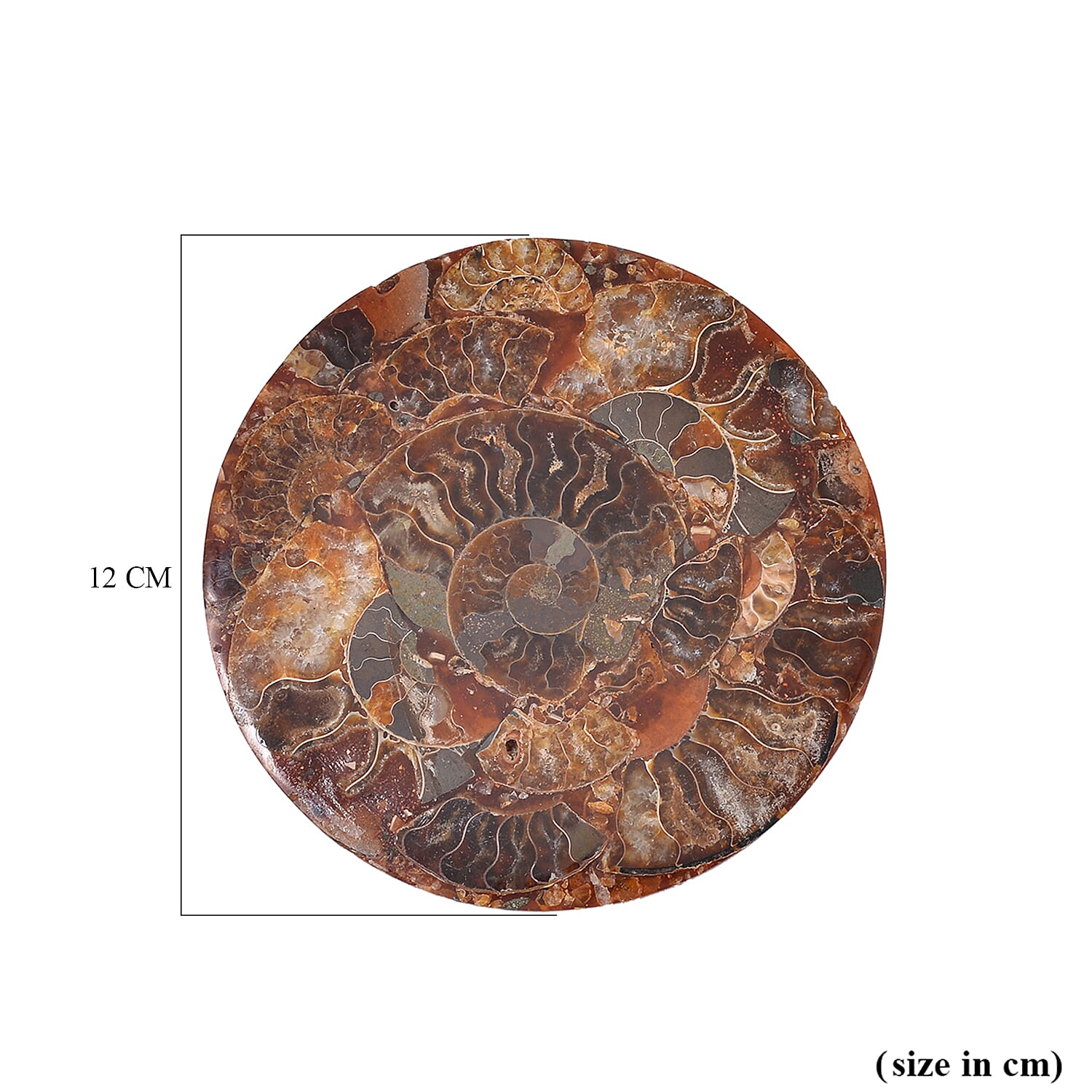 One of a Kind - Natural Ammonite Fossil Conch with Stand 945ct.