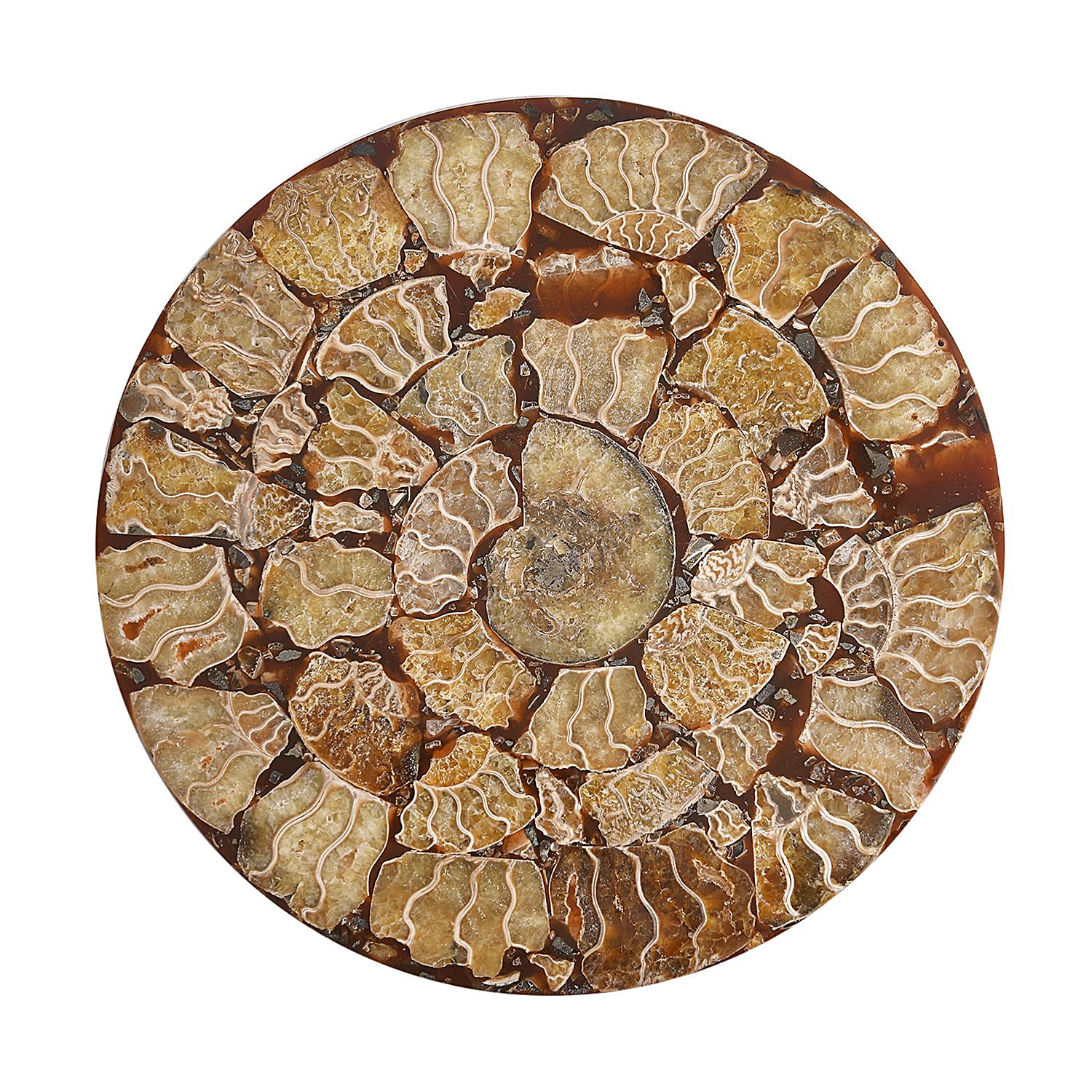Limited Available - Natural Ammonite Fossil Shell Home Decor 4300 Ct