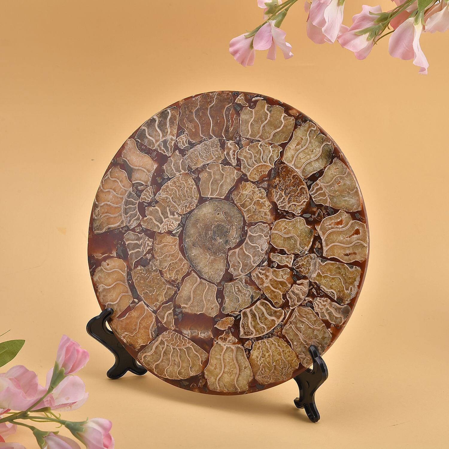 Limited - Natural Ammonite Fossil Home Decor With Stand and Presentation Box 4300 Ct