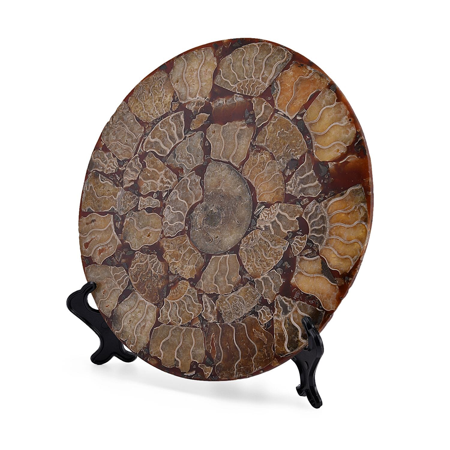 Limited - Natural Ammonite Fossil Home Decor With Stand and Presentation Box 4300 Ct