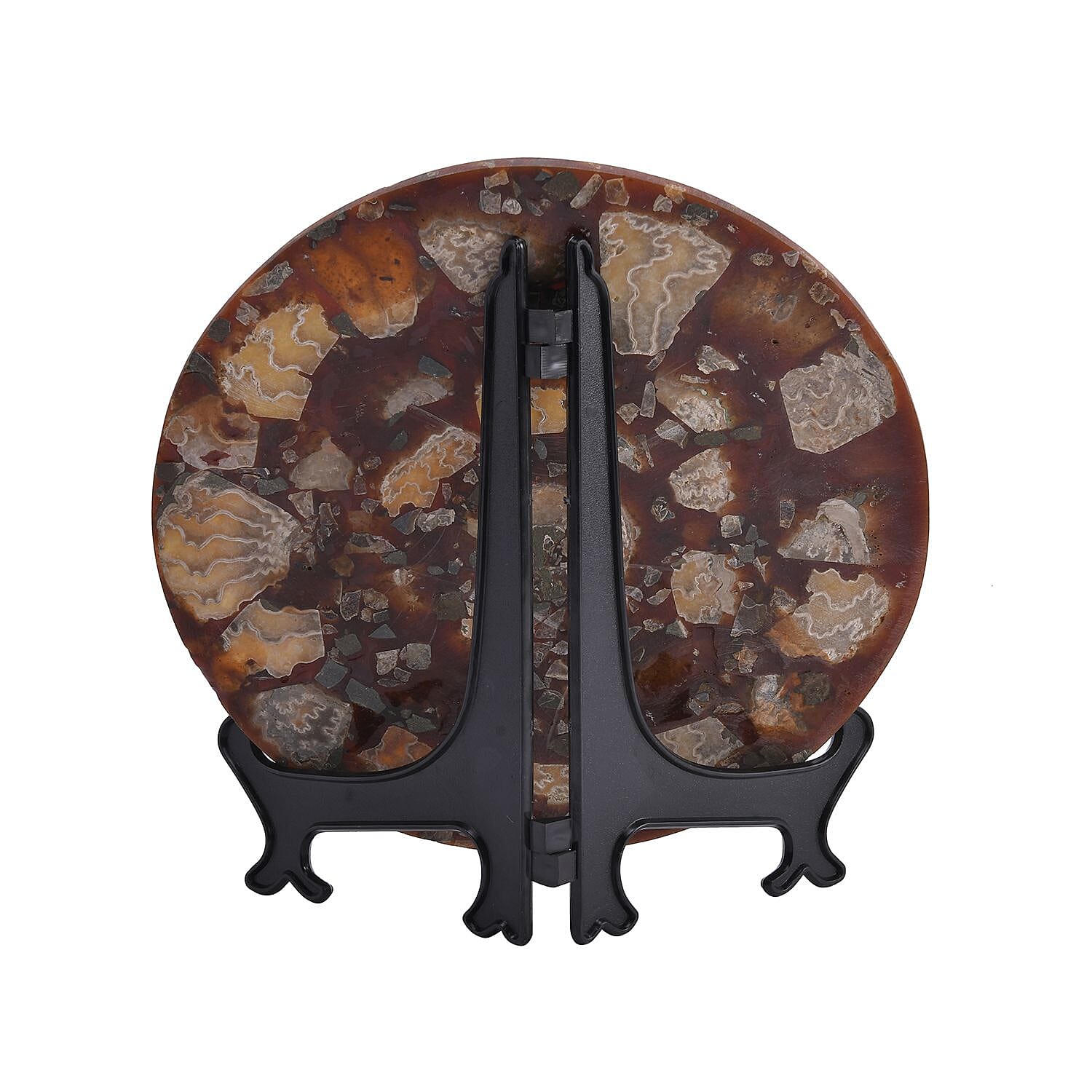 Limited - Natural Ammonite Fossil Home Decor With Stand and Presentation Box 4300 Ct