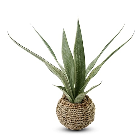 Aloe in Basket Artificial Flower One Size- Green