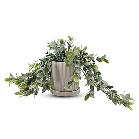 14 L Trailing Plant in Grey Ceramic Pot