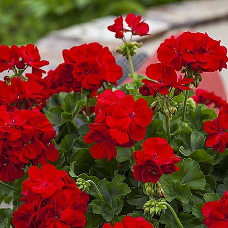 Your Ideal Performance Red Geraniums Live Plants x 6