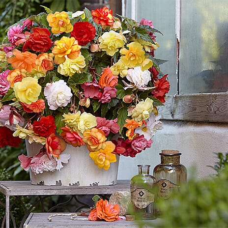 Your Ideal Begonia Illuminations Mixed Live Plants x 12