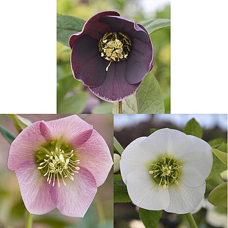 Your Ideal Hellebore Collection Live Plants x 3