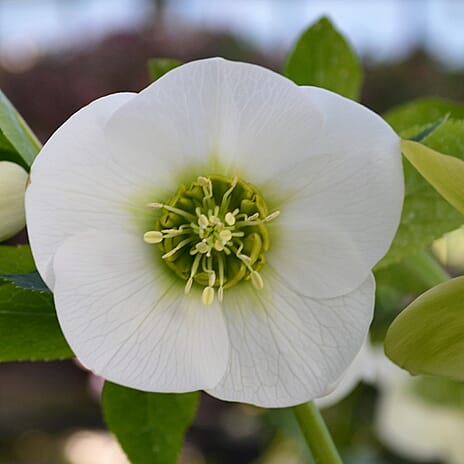 Your Ideal Hellebore Collection Live Plants x 3