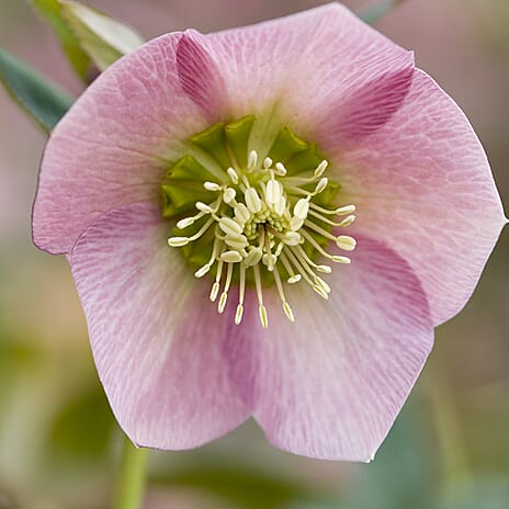 Your Ideal Hellebore Collection Live Plants x 3