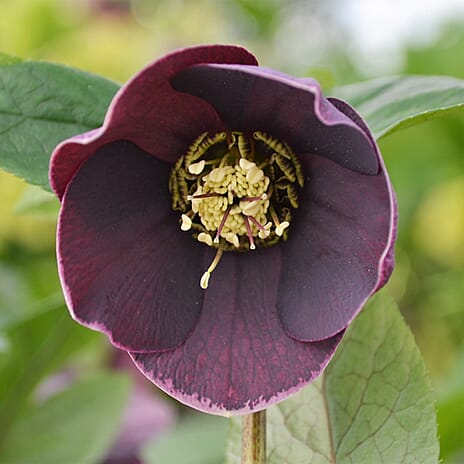 Your Ideal Hellebore Collection Live Plants x 3