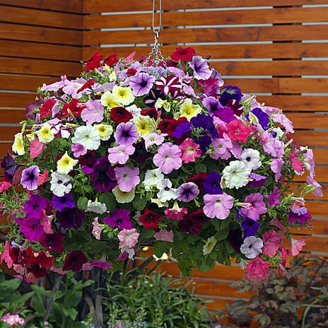 Your Ideal Petunia Easy Wave Live Plants x 12