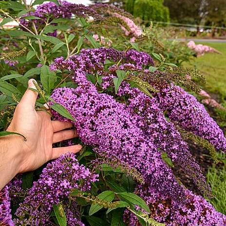 Your Ideal Buddleia Cascade Live Plants x 2
