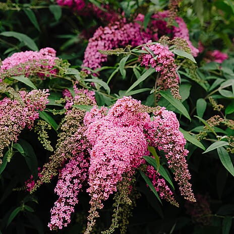 Your Ideal Buddleia Cascade Live Plants x 2