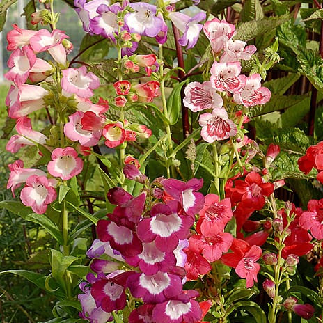 Your Ideal Penstemons Live Plants x 5i