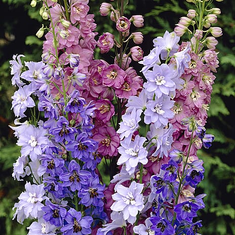 Your Ideal Delphiniums Live Plants x 5