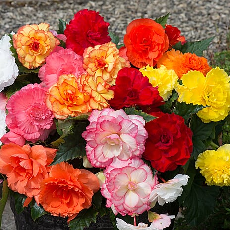 Your Ideal Begonia Majestic Mixed Live Plants x 12