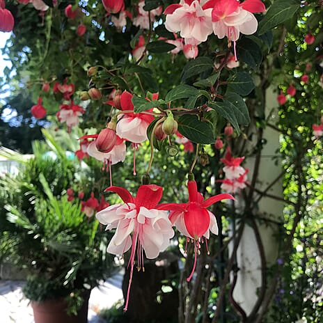 Your Ideal Giant Flowered Fuchsias 4cm Young Plants x 10 - Multi