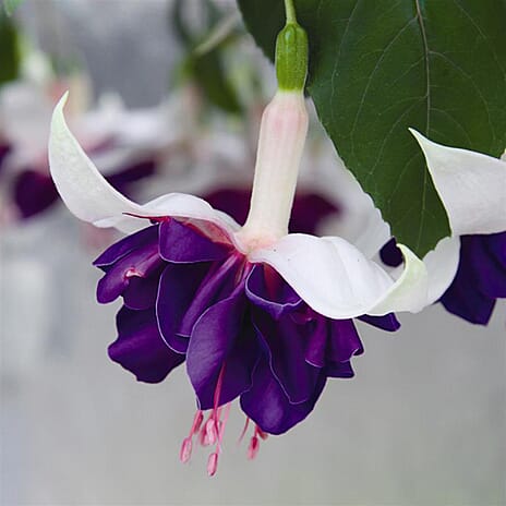 Your Ideal Giant Flowered Fuchsias 4cm Young Plants x 10 - Multi