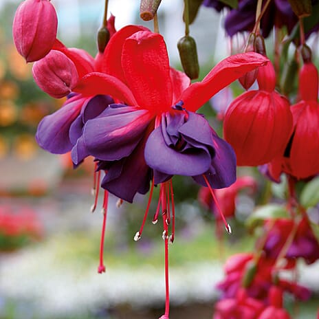 Your Ideal Giant Flowered Fuchsias 4cm Young Plants x 10 - Multi