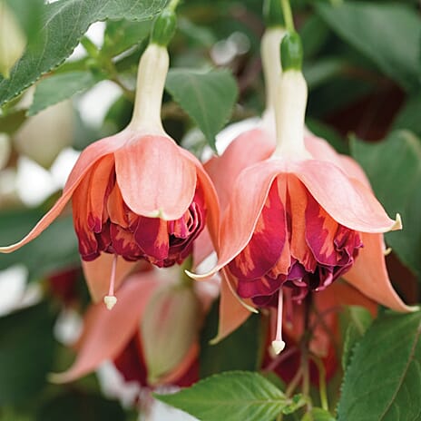 Your Ideal Giant Flowered Fuchsias 4cm Young Plants x 10 - Multi